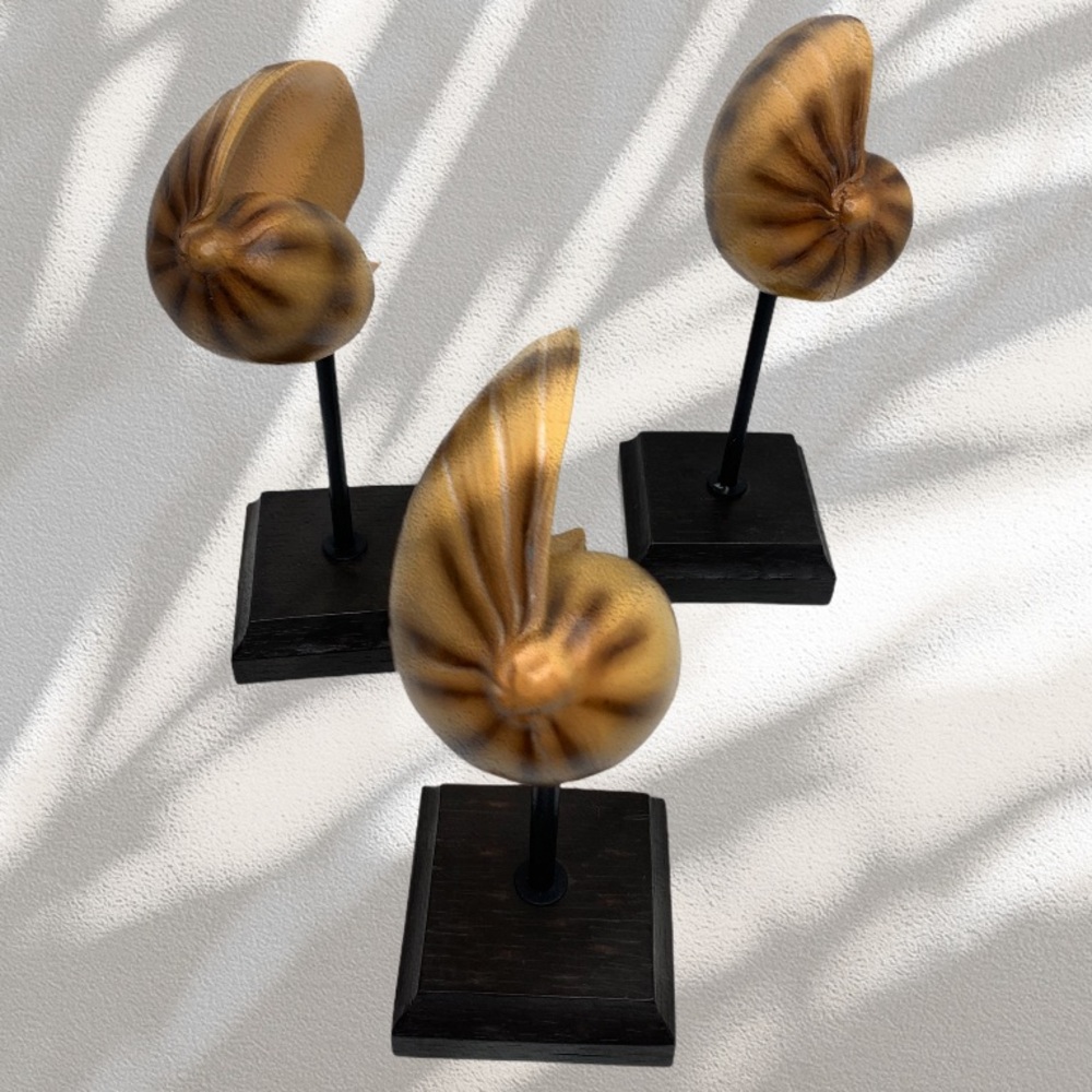 Shell Decor - Picture 2 of 8